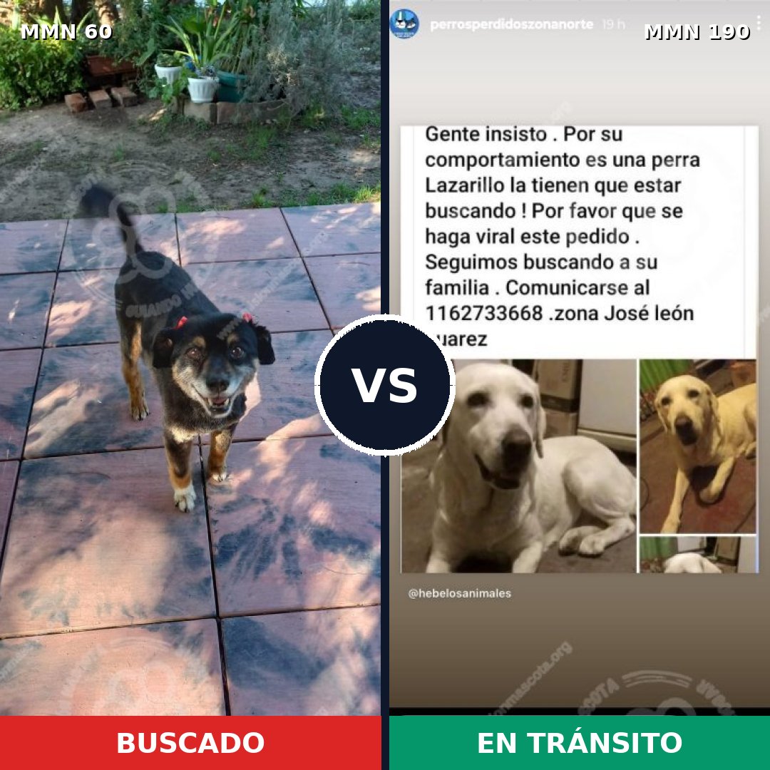 Comparativa MMS 2184: mascota perdida y mascota encontrada, 39% de similitud