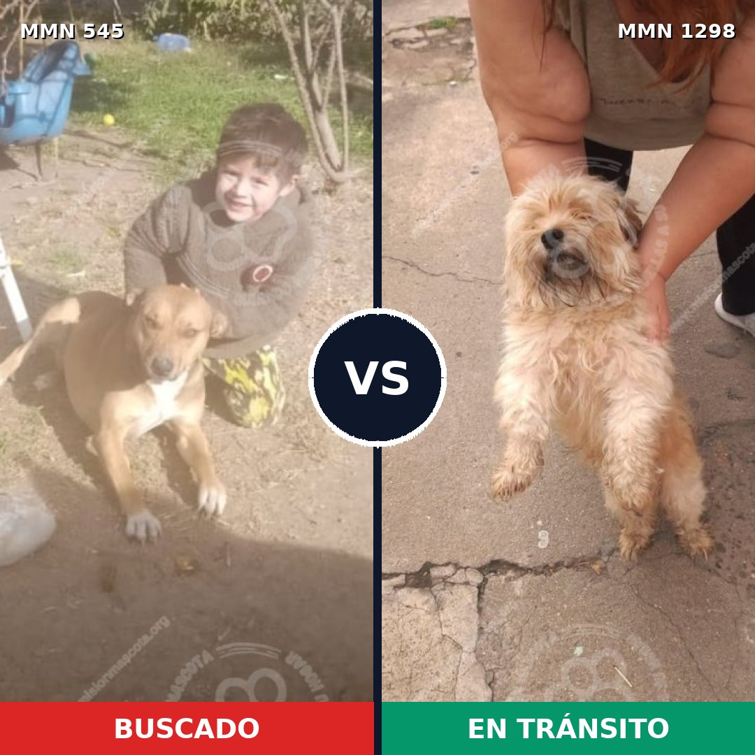 Comparativa MMS 21840: mascota perdida y mascota encontrada, 40% de similitud
