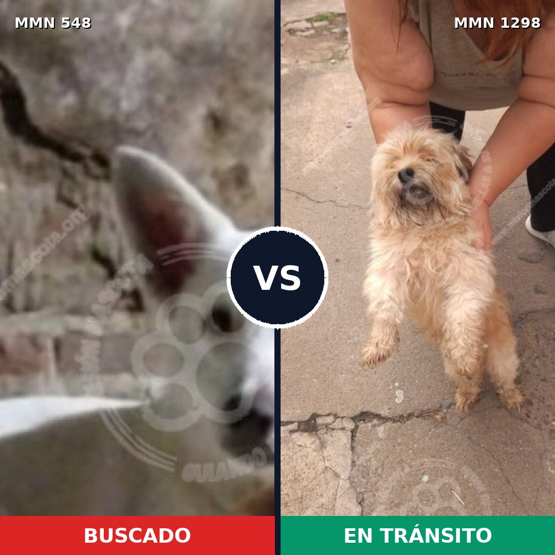 Comparativa MMS 21841: mascota perdida y mascota encontrada, 45% de similitud