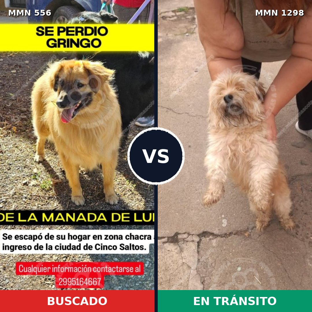 Comparativa MMS 21842: mascota perdida y mascota encontrada, 32% de similitud