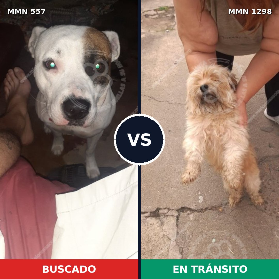 Comparativa MMS 21843: mascota perdida y mascota encontrada, 43% de similitud