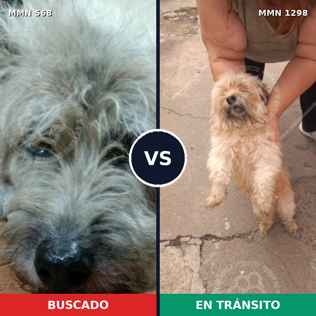 Comparativa MMS 21844: mascota perdida y mascota encontrada, 32% de similitud