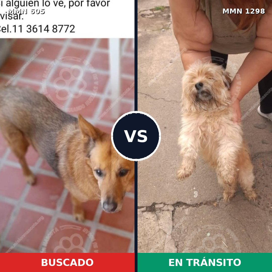Comparativa MMS 21846: mascota perdida y mascota encontrada, 34% de similitud