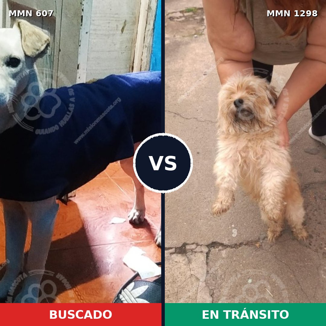 Comparativa MMS 21847: mascota perdida y mascota encontrada, 50% de similitud