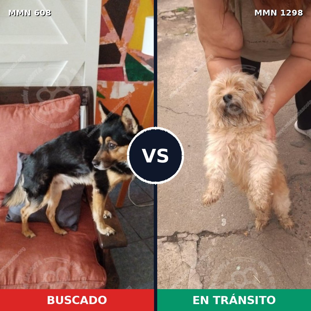 Comparativa MMS 21848: mascota perdida y mascota encontrada, 34% de similitud