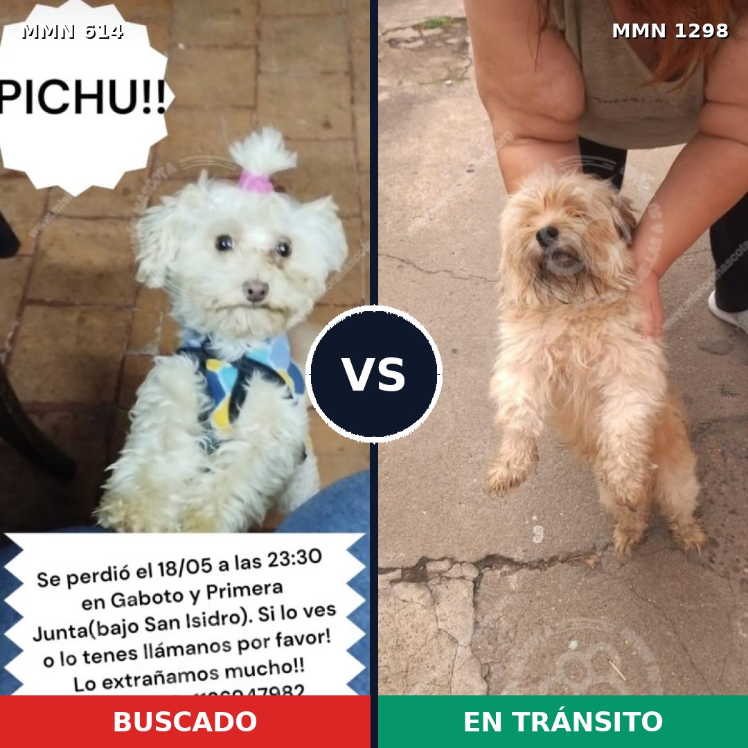 Comparativa MMS 21849: mascota perdida y mascota encontrada, 47% de similitud