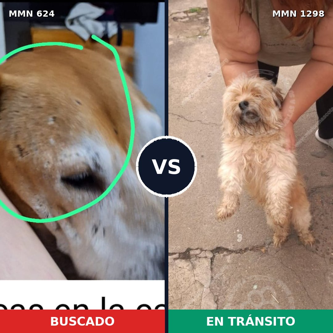 Comparativa MMS 21850: mascota perdida y mascota encontrada, 21% de similitud