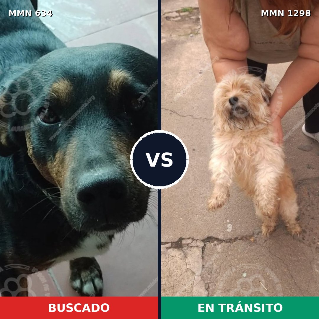 Comparativa MMS 21851: mascota perdida y mascota encontrada, 26% de similitud