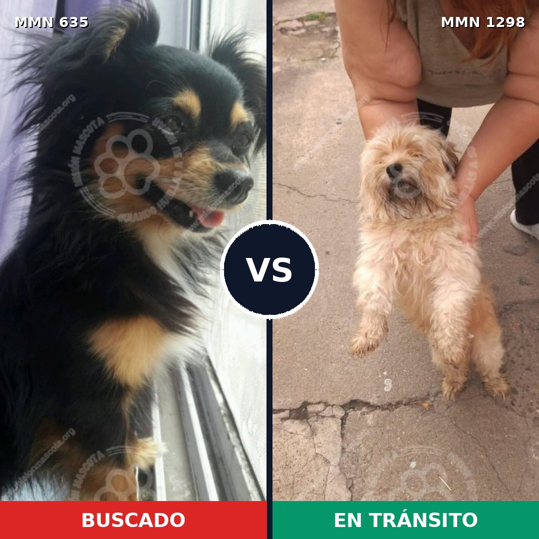 Comparativa MMS 21852: mascota perdida y mascota encontrada, 31% de similitud
