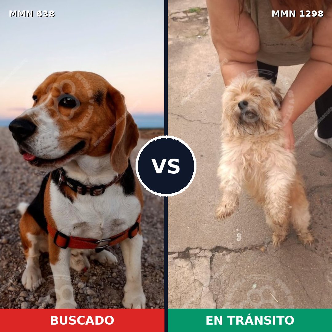 Comparativa MMS 21853: mascota perdida y mascota encontrada, 34% de similitud