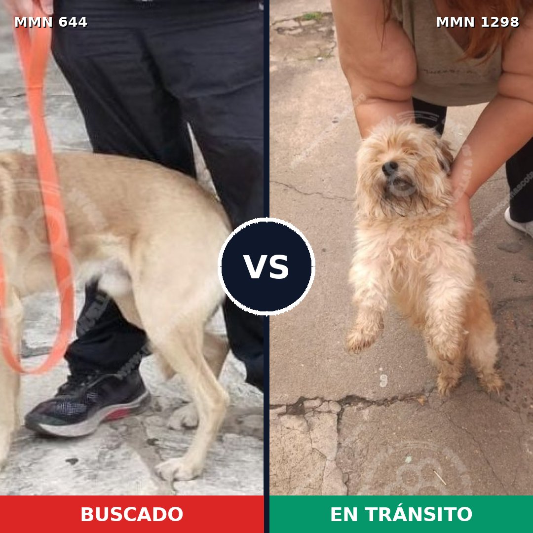 Comparativa MMS 21854: mascota perdida y mascota encontrada, 43% de similitud