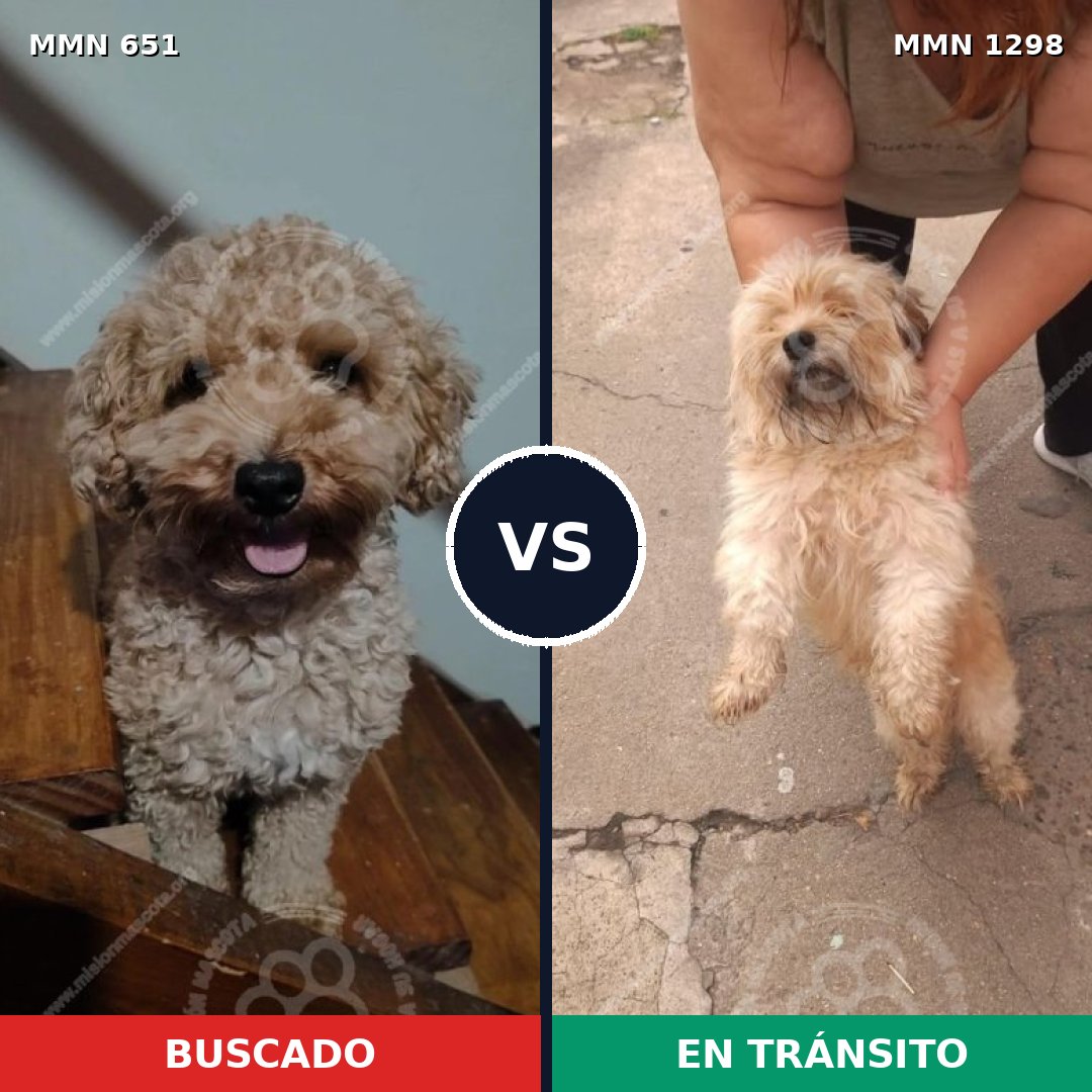 Comparativa MMS 21855: mascota perdida y mascota encontrada, 35% de similitud