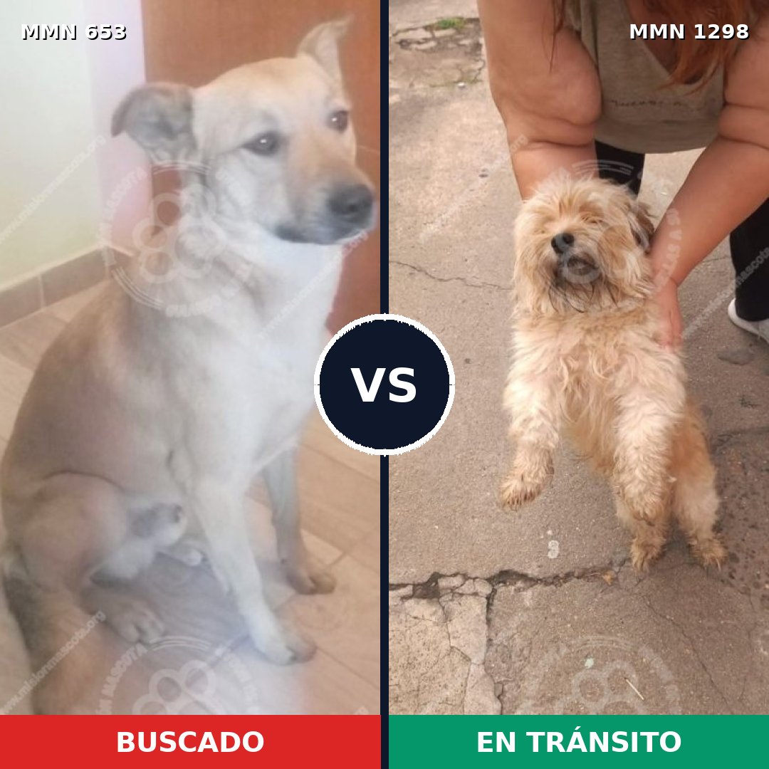 Comparativa MMS 21856: mascota perdida y mascota encontrada, 34% de similitud