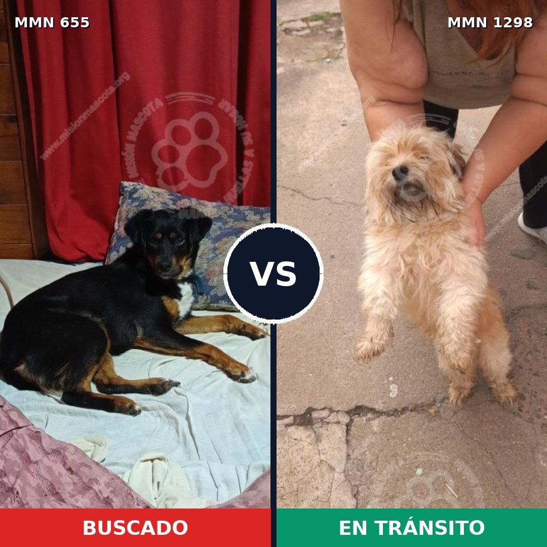 Comparativa MMS 21857: mascota perdida y mascota encontrada, 36% de similitud