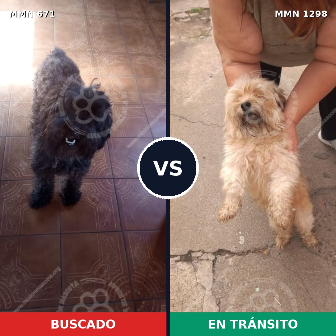 Comparativa MMS 21858: mascota perdida y mascota encontrada, 38% de similitud