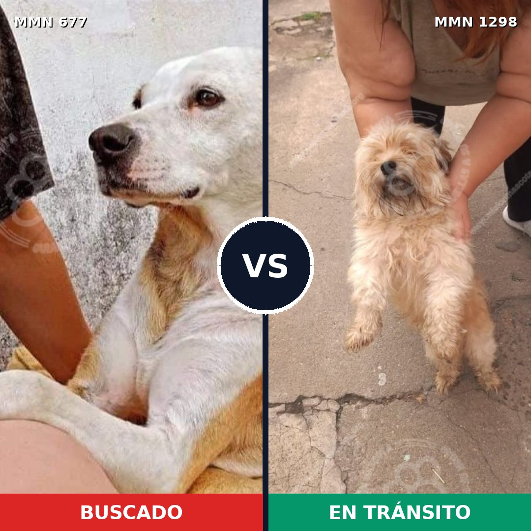 Comparativa MMS 21859: mascota perdida y mascota encontrada, 33% de similitud
