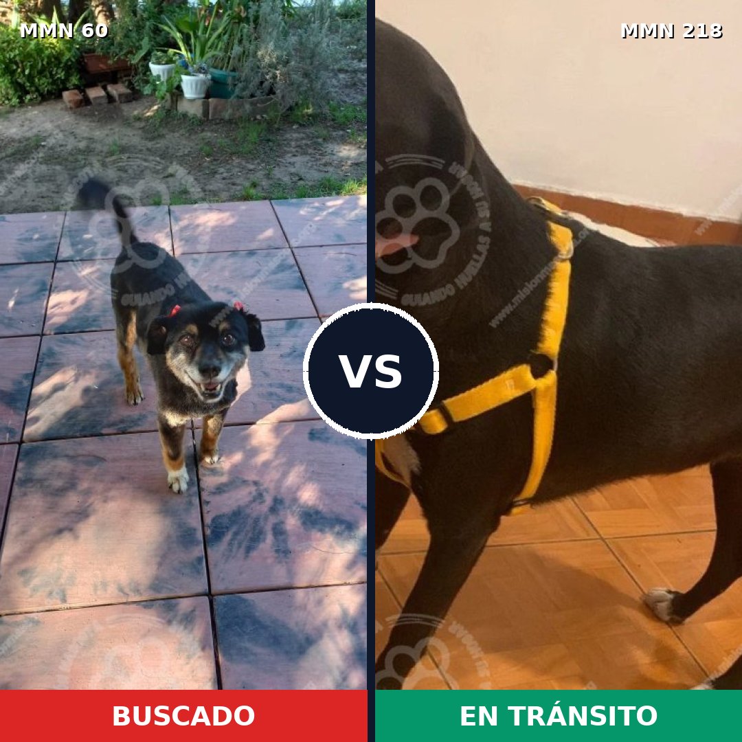 Comparativa MMS 2186: mascota perdida y mascota encontrada, 75% de similitud