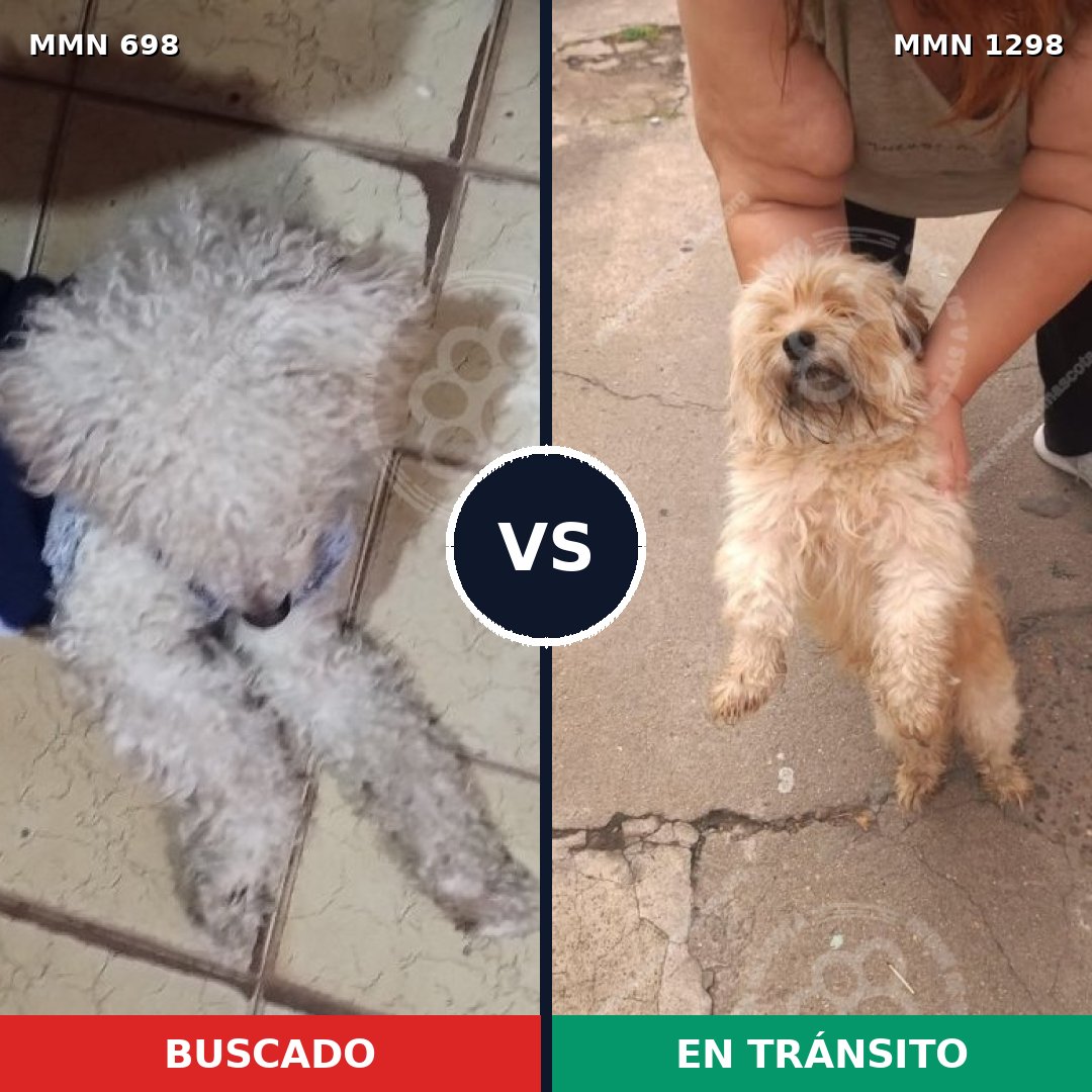 Comparativa MMS 21860: mascota perdida y mascota encontrada, 52% de similitud