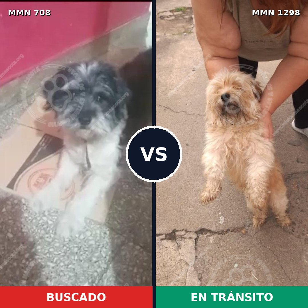 Comparativa MMS 21861: mascota perdida y mascota encontrada, 47% de similitud