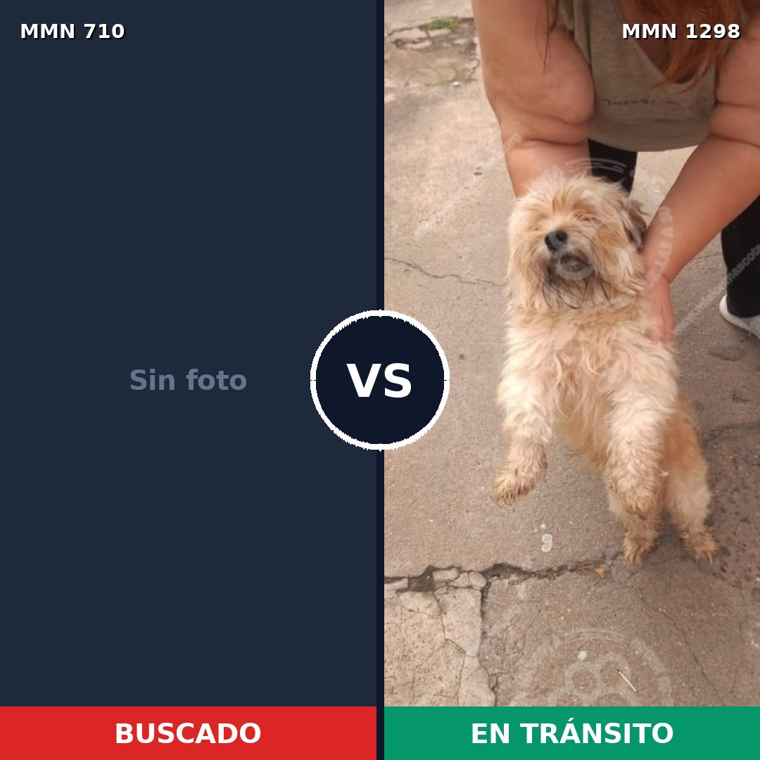 Comparativa MMS 21862: mascota perdida y mascota encontrada, 42% de similitud