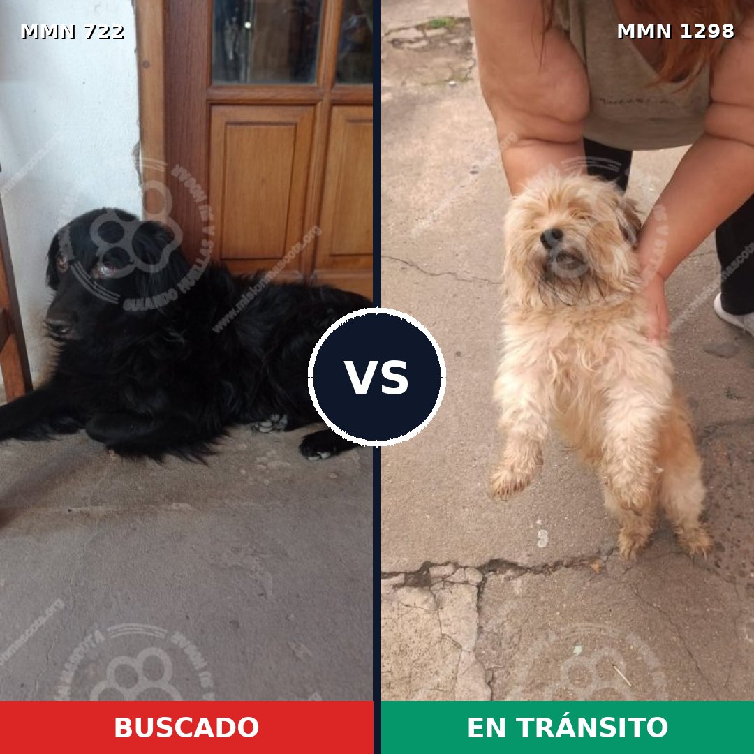 Comparativa MMS 21863: mascota perdida y mascota encontrada, 27% de similitud