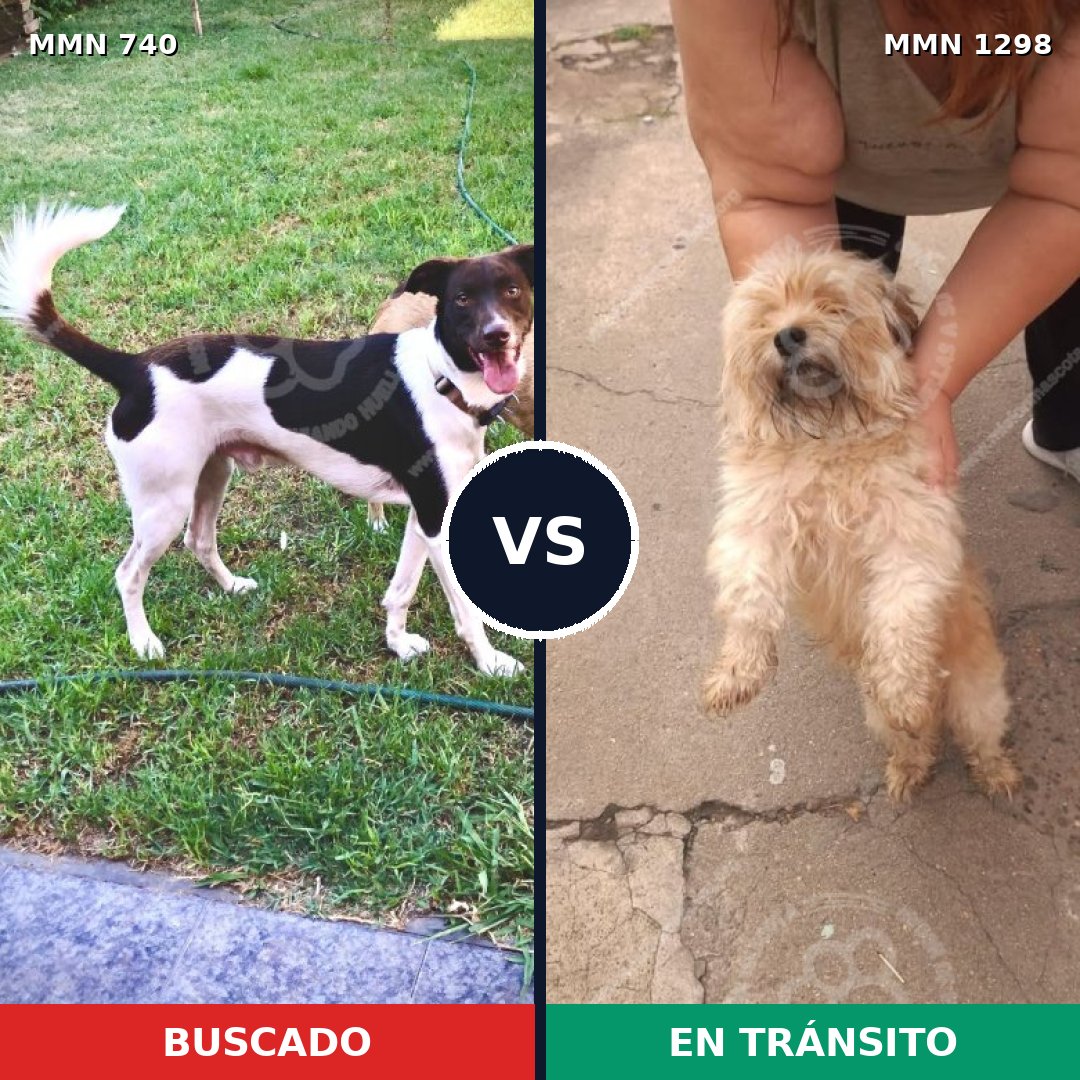 Comparativa MMS 21866: mascota perdida y mascota encontrada, 35% de similitud