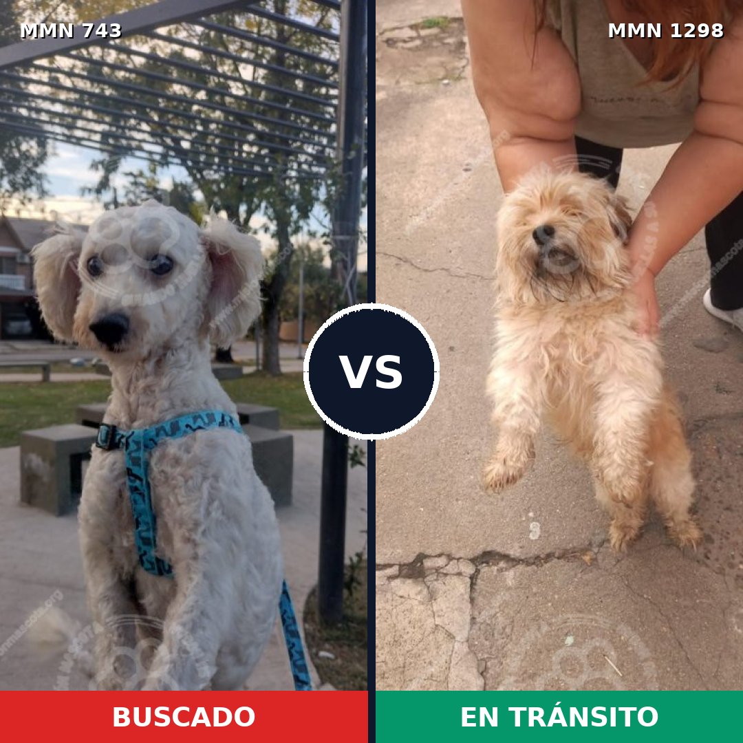 Comparativa MMS 21867: mascota perdida y mascota encontrada, 42% de similitud