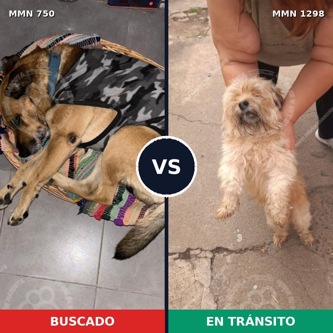 Comparativa MMS 21868: mascota perdida y mascota encontrada, 24% de similitud