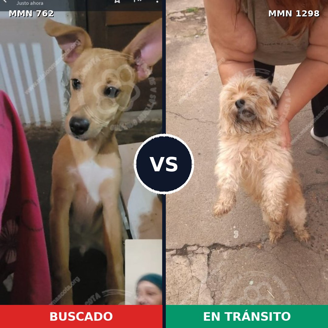 Comparativa MMS 21869: mascota perdida y mascota encontrada, 35% de similitud