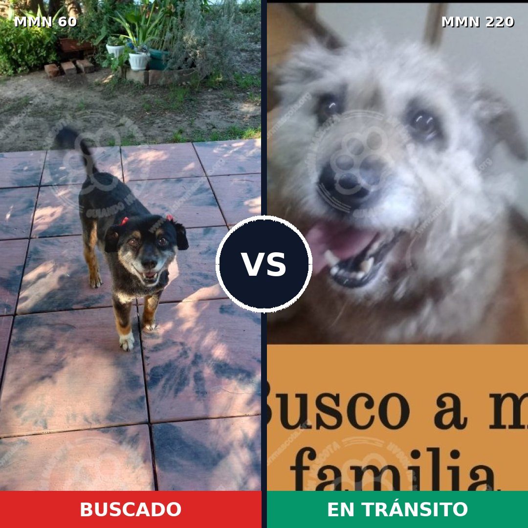 Comparativa MMS 2187: mascota perdida y mascota encontrada, 66% de similitud