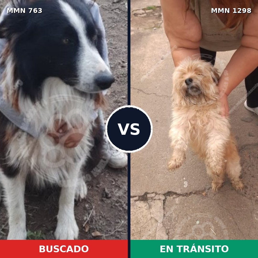 Comparativa MMS 21870: mascota perdida y mascota encontrada, 26% de similitud