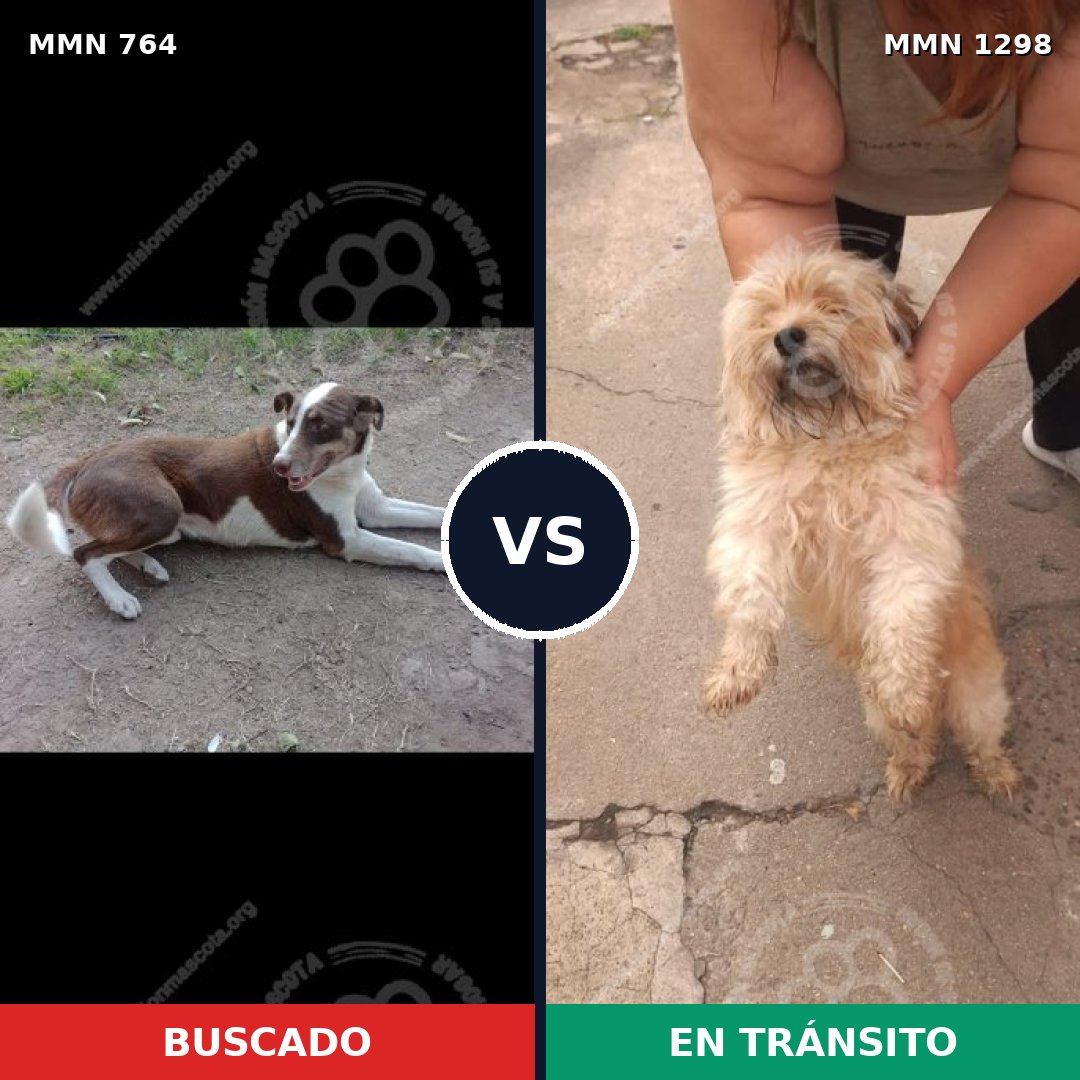 Comparativa MMS 21871: mascota perdida y mascota encontrada, 27% de similitud