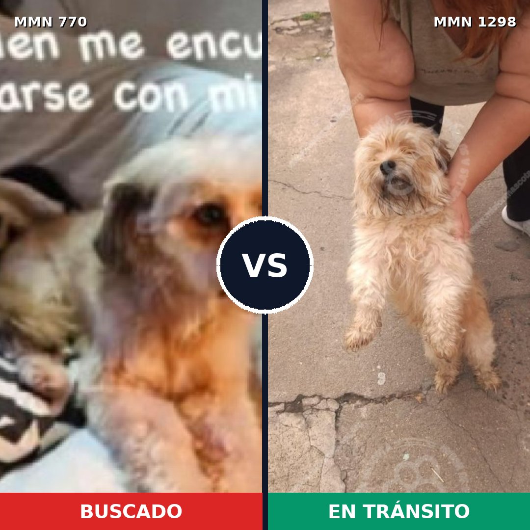 Comparativa MMS 21874: mascota perdida y mascota encontrada, 50% de similitud
