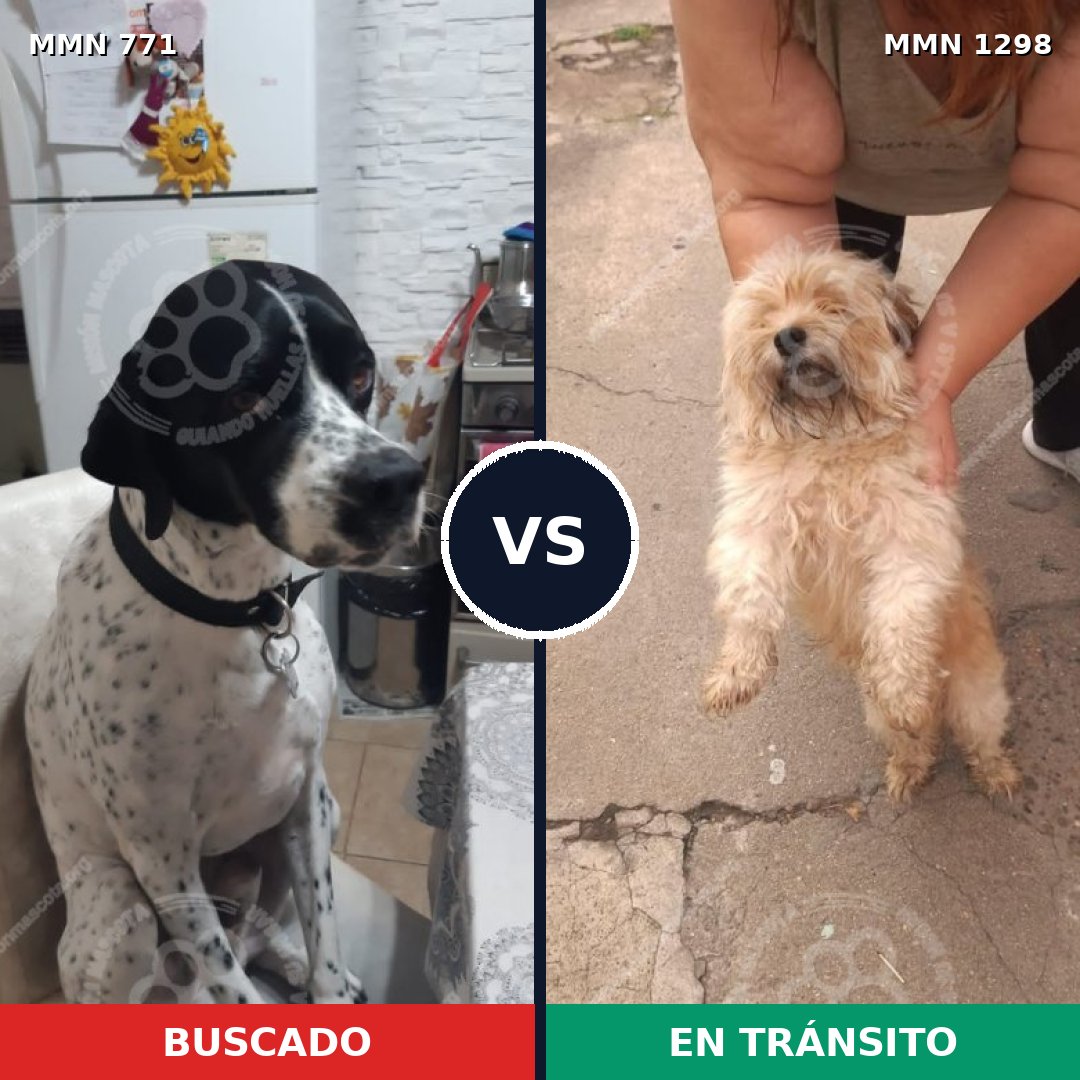Comparativa MMS 21875: mascota perdida y mascota encontrada, 32% de similitud