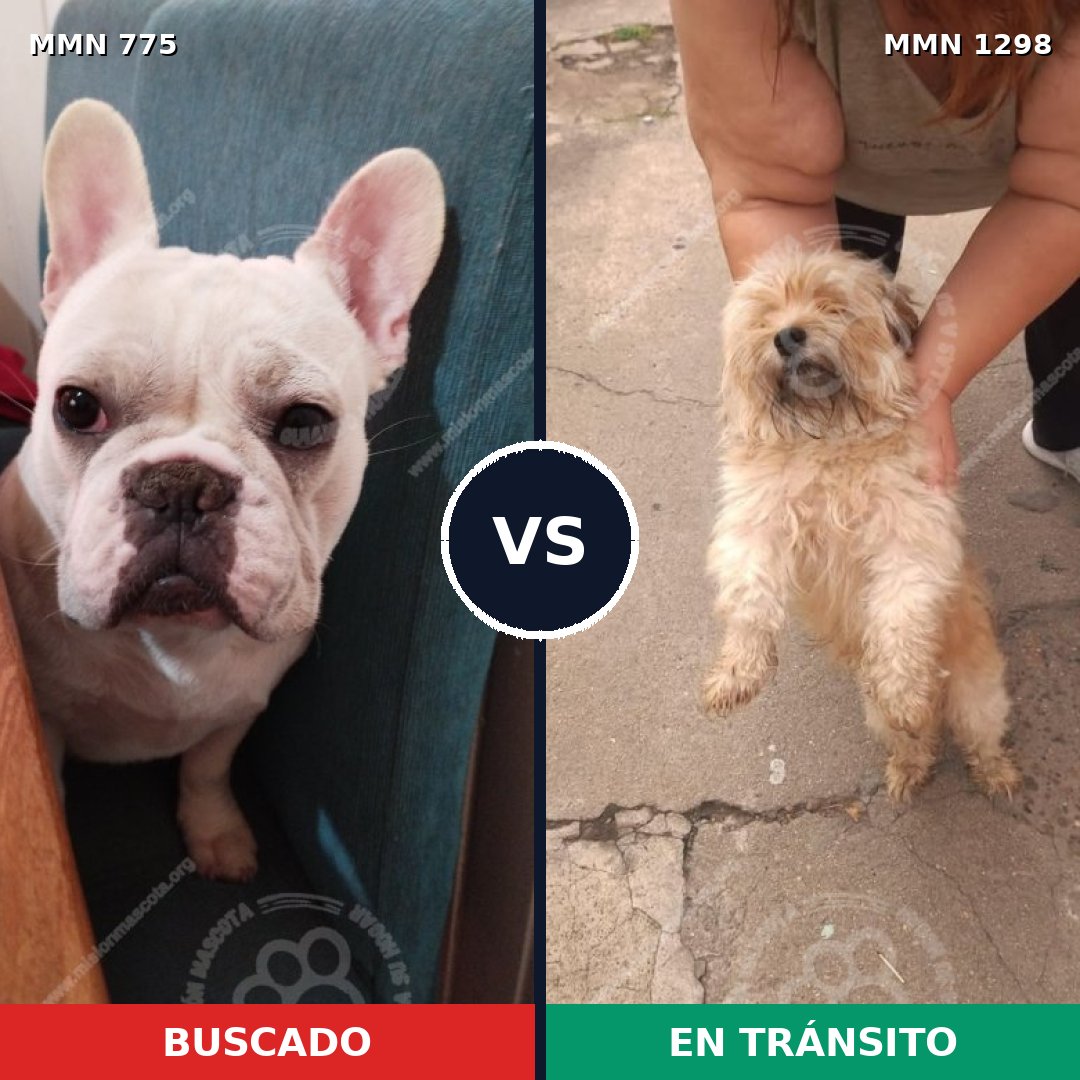 Comparativa MMS 21877: mascota perdida y mascota encontrada, 38% de similitud