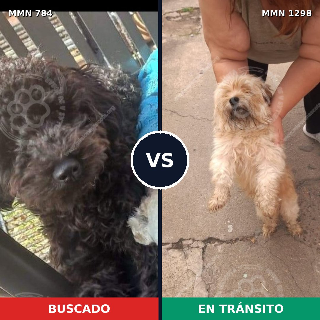 Comparativa MMS 21879: mascota perdida y mascota encontrada, 43% de similitud