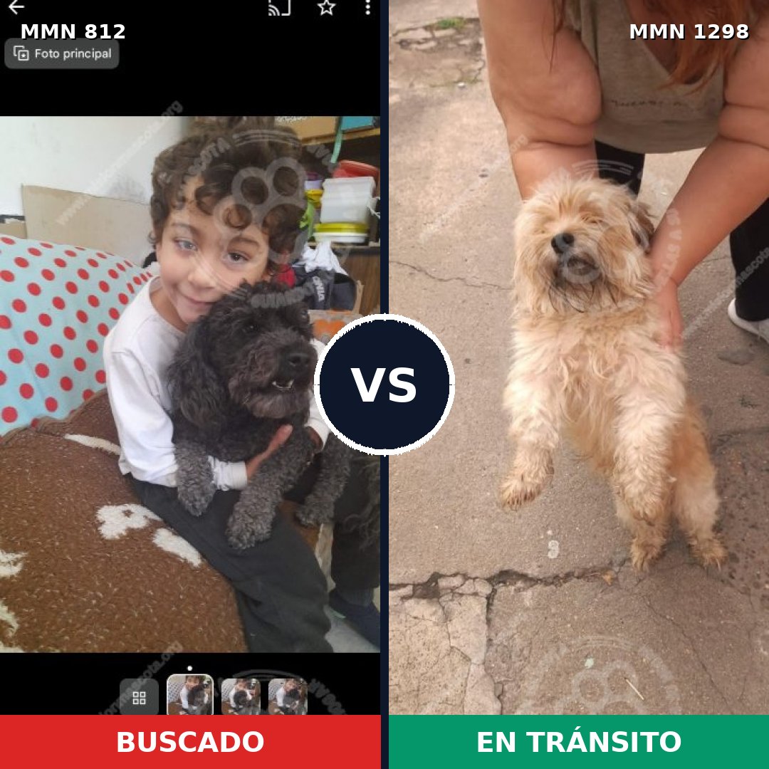 Comparativa MMS 21881: mascota perdida y mascota encontrada, 38% de similitud