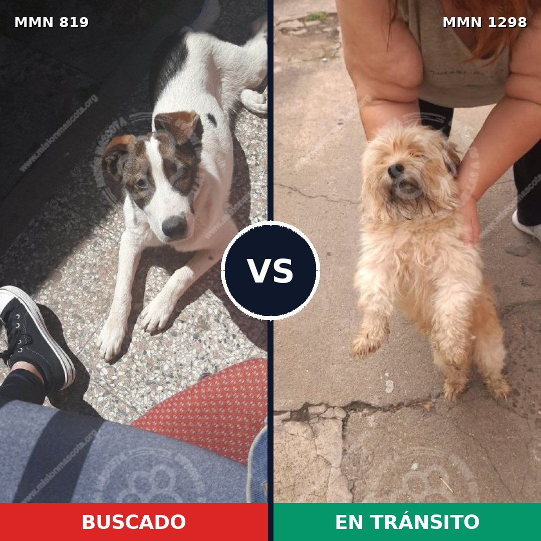 Comparativa MMS 21882: mascota perdida y mascota encontrada, 39% de similitud