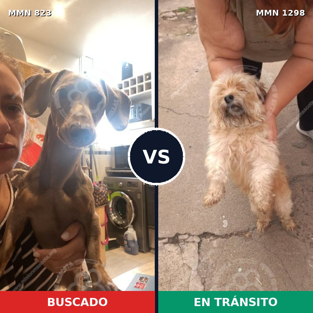 Comparativa MMS 21883: mascota perdida y mascota encontrada, 38% de similitud