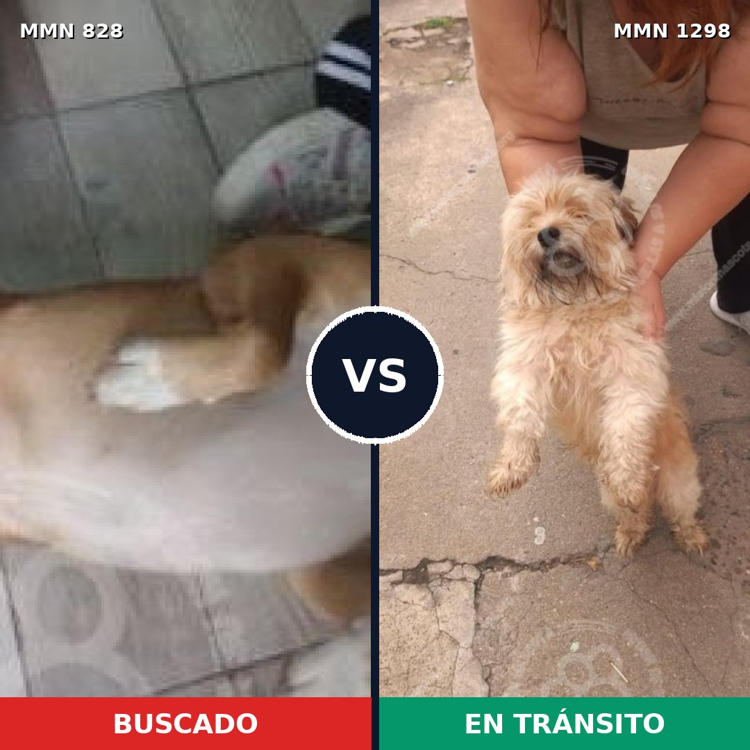 Comparativa MMS 21884: mascota perdida y mascota encontrada, 39% de similitud