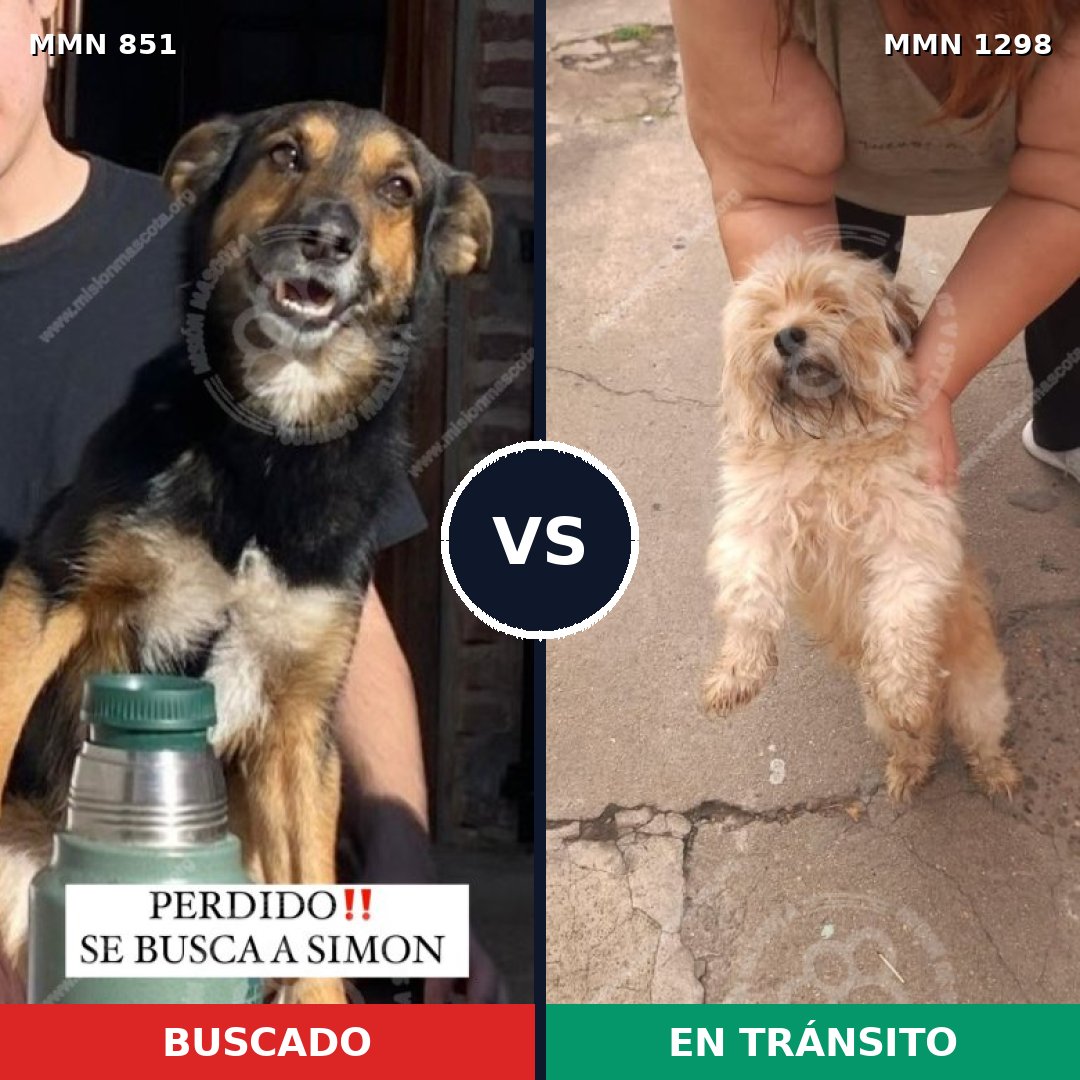 Comparativa MMS 21886: mascota perdida y mascota encontrada, 35% de similitud