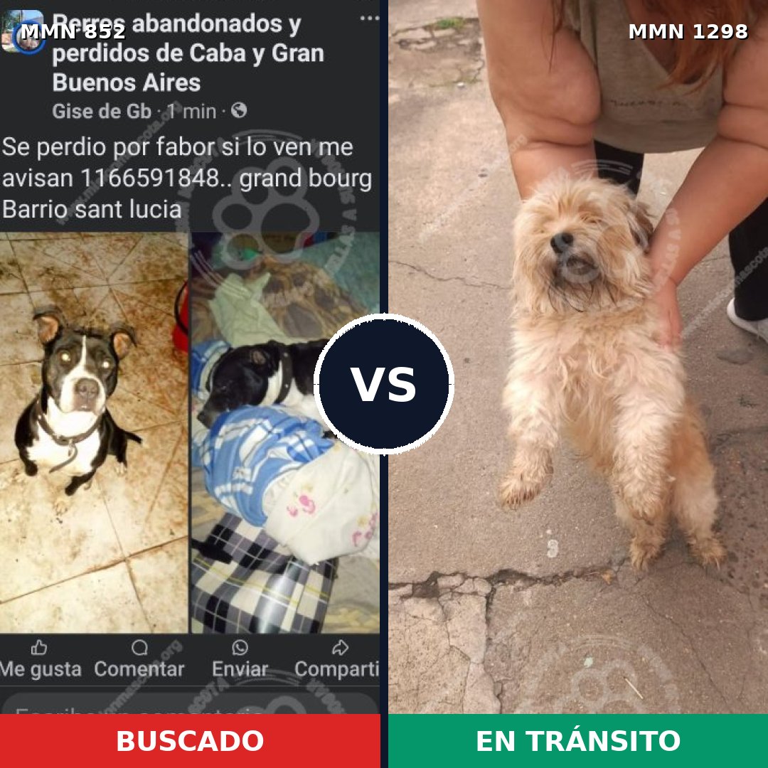 Comparativa MMS 21887: mascota perdida y mascota encontrada, 27% de similitud