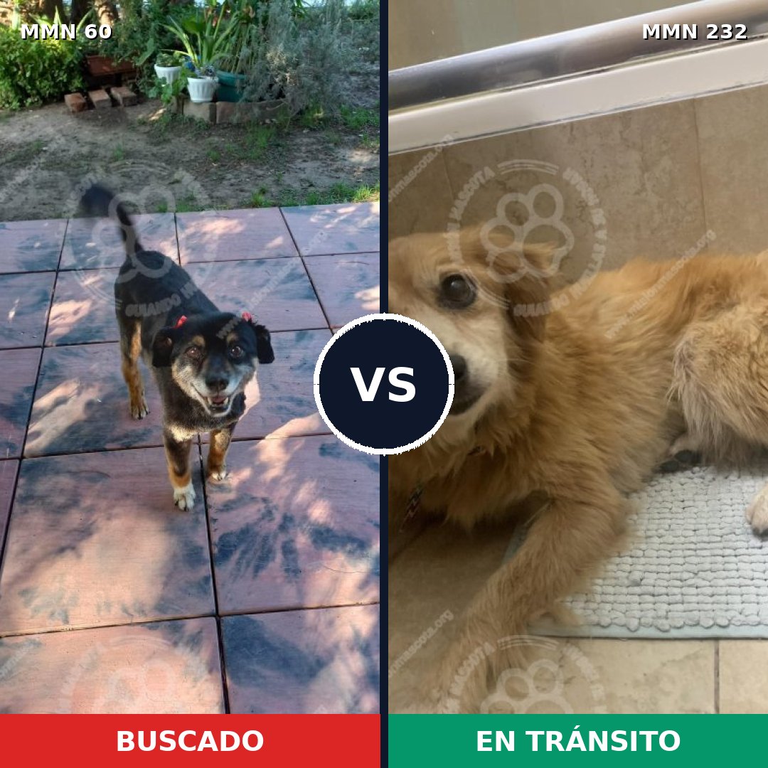 Comparativa MMS 2189: mascota perdida y mascota encontrada, 58% de similitud