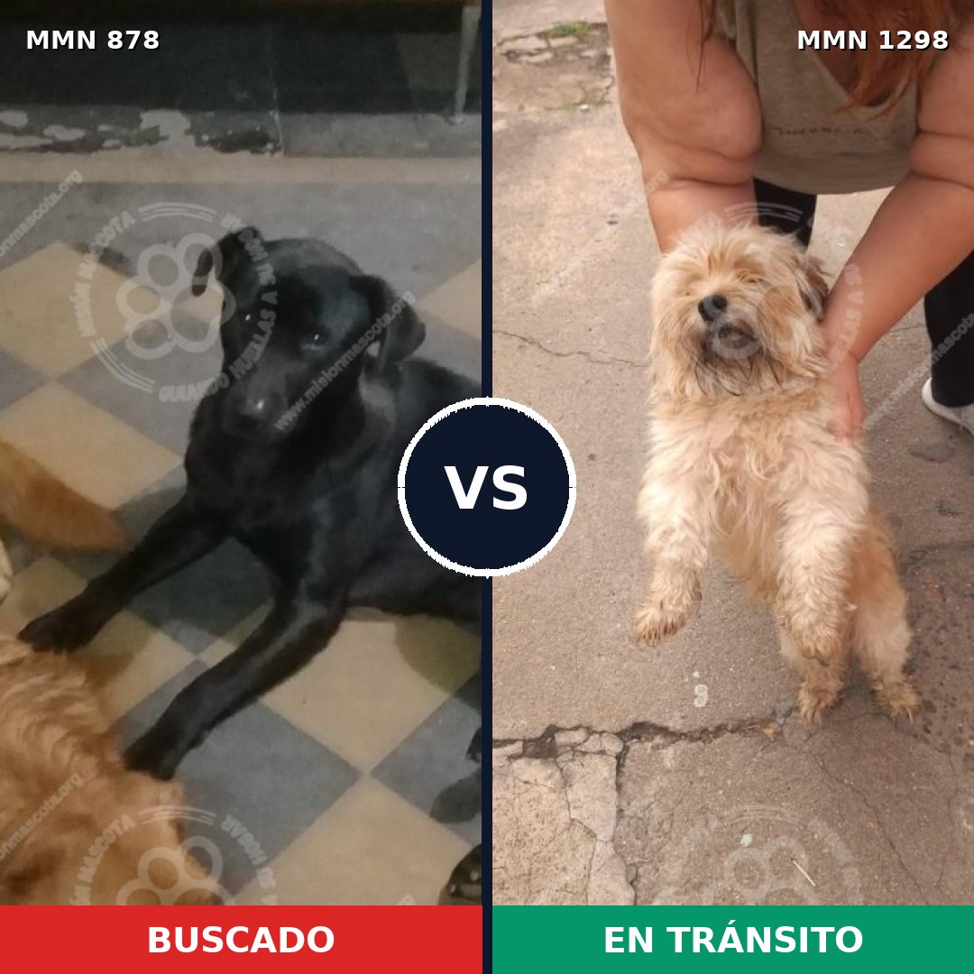 Comparativa MMS 21890: mascota perdida y mascota encontrada, 32% de similitud