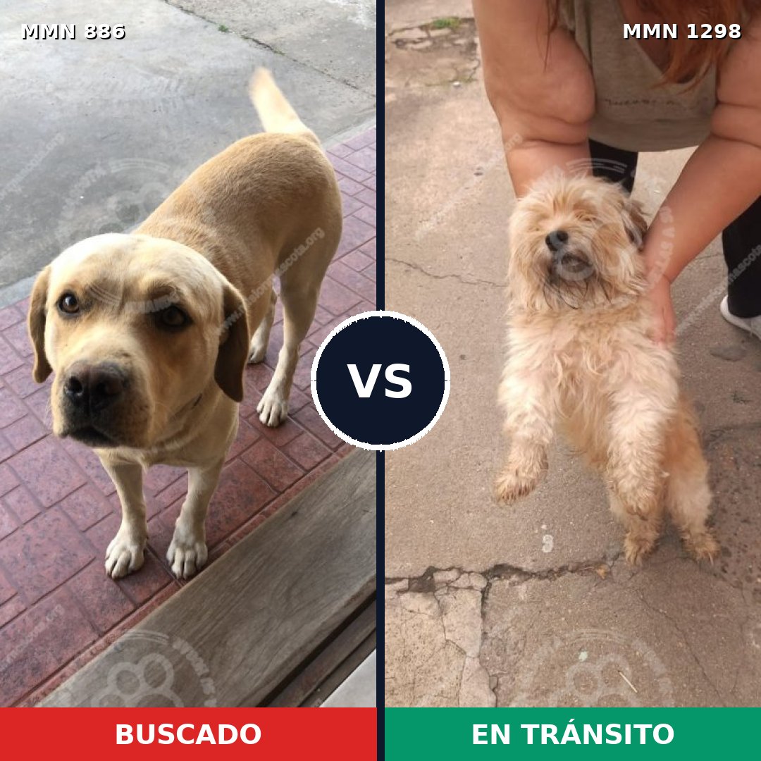 Comparativa MMS 21891: mascota perdida y mascota encontrada, 32% de similitud