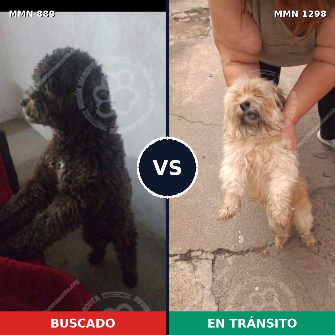 Comparativa MMS 21892: mascota perdida y mascota encontrada, 27% de similitud