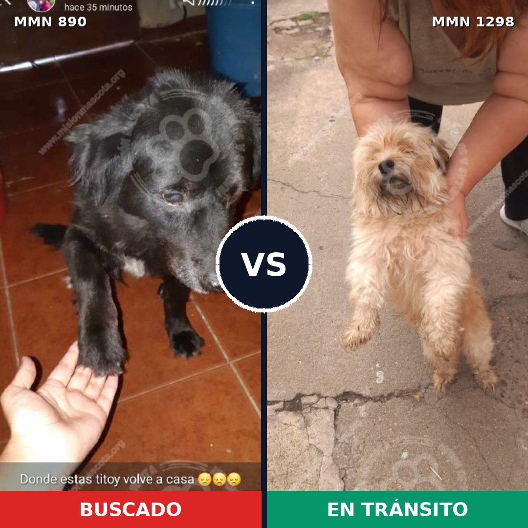Comparativa MMS 21893: mascota perdida y mascota encontrada, 46% de similitud
