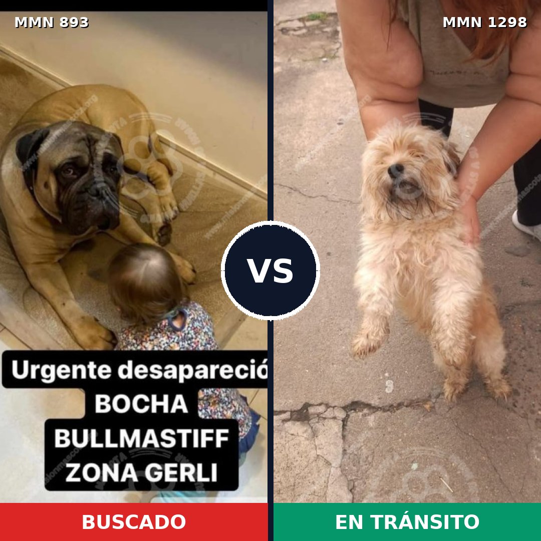 Comparativa MMS 21894: mascota perdida y mascota encontrada, 23% de similitud