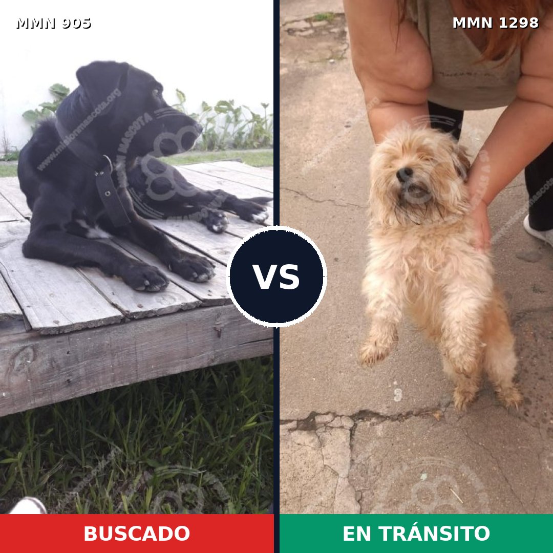 Comparativa MMS 21896: mascota perdida y mascota encontrada, 35% de similitud
