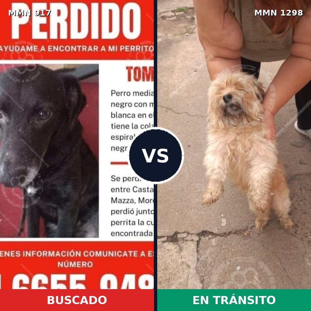 Comparativa MMS 21897: mascota perdida y mascota encontrada, 37% de similitud